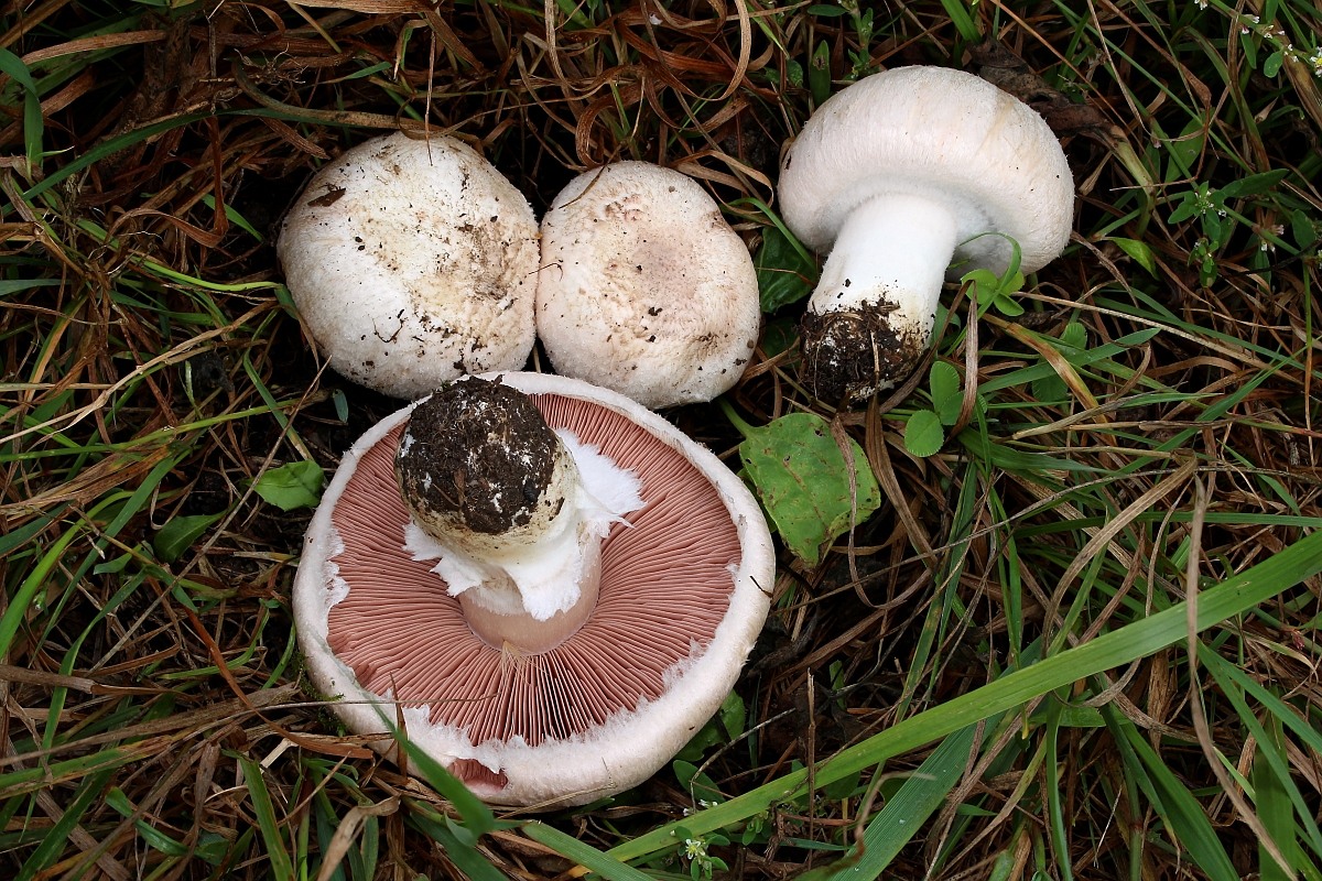 Agaricus Campestris Agaricus Campestris Mushroom Dry Grain Mycelium
