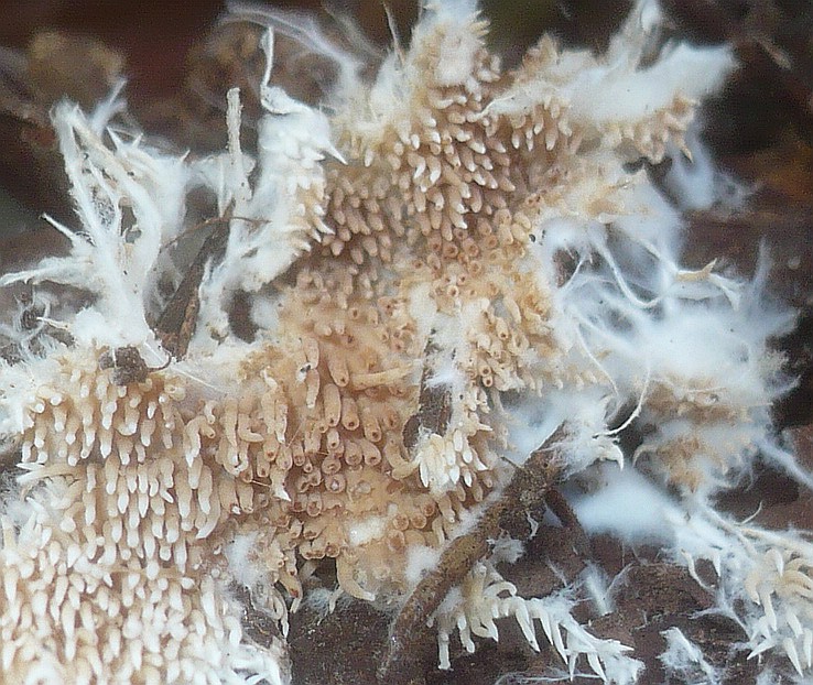 Ausgebreitetes Hängezähnchen, Graurotes Hängezähnchen (KAVINIA HIMANTIA