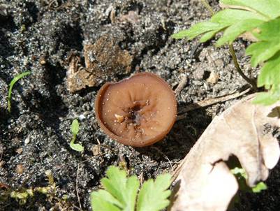 Anemonenb3