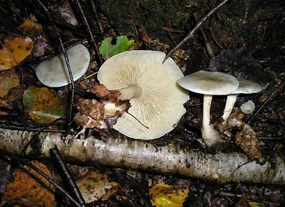 GruenblauerAnistrichterling2