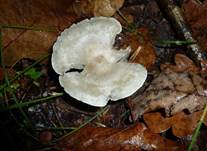Blauer-Anistrichter-l