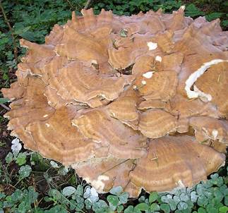 Bergpor
