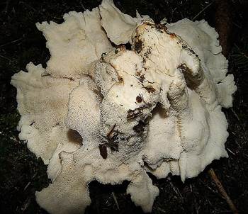 Bergporling2010a
