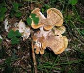 Bergporling2