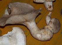 BerindeterSeitling-