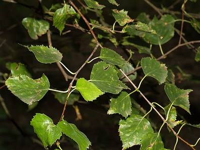 Birkenblaetter