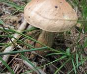 Birken-pilze2