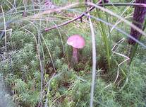 Birkenpilznatur