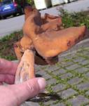 BischofsmuetzeE7--