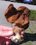 BischofsmuetzeE7-
