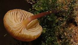 Gloeckchennabel