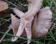 blasser-duftmilch2