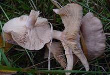 blasser-duftmilch3