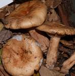 FleischblaserMilch
