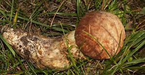 BlashuetRoehr-