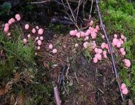 BlutmilchpilzE7