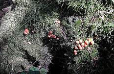Schleimpilzrot2004innenrotersaft