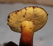 BlutRoehrl2