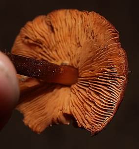 BlutroterWurzel3