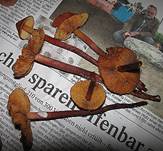 blut-wurzel