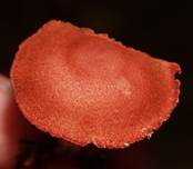 Blut2