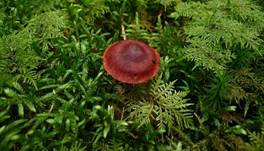 blut-haut-ko3