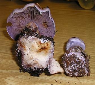 Bochsdickfuss3-2006