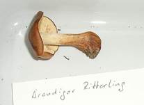 BrandigerRitterling05