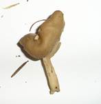HerbstlorchelErgaenzung0