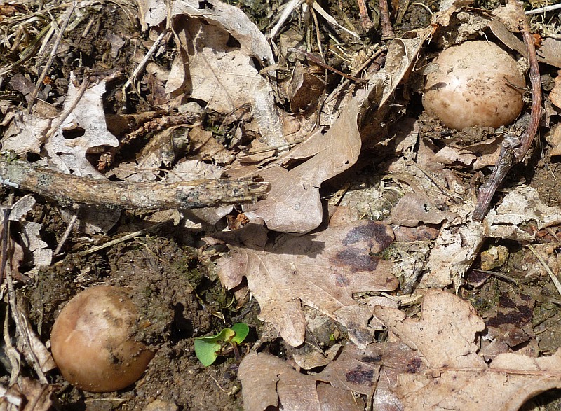 Zuchtegerling, Zuchtchampignon, Brauner Champignon, Zweisporiger  Champignon, Kulturchampignon (AGARICUS BISPORUS)