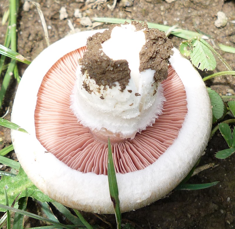 Zuchtegerling, Zuchtchampignon, Brauner Champignon, Zweisporiger  Champignon, Kulturchampignon (AGARICUS BISPORUS)