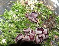 BraunviolettenBecherling2