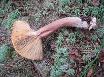 MaggipilzE2