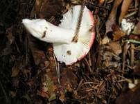 Buchenspeitaeubling7-