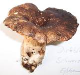 DickblaettrigerSchwarztaeubling102003b