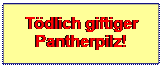 Textfeld: Tdlich giftiger Pantherpilz!
 
