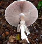 Anis-Champignon