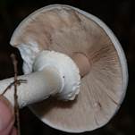 SchiefknollCha