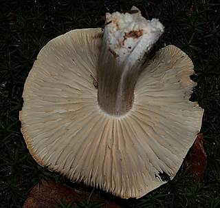 Seifenr