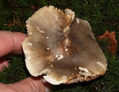 Seifenri9