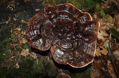 GlaenzenderLackpp