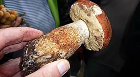 eichen-rot-kapp