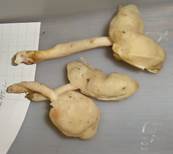 ElastischeLorchelErgaenzung