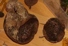 Erbsenstreuling-