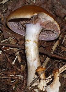 Cortinarius variicolor, der Erdigriechende Schleimkopf