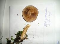 ErdigriechenderSchleimkopf