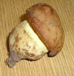 Anhngselroehrling3