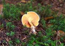 FalscherPfifferling12102003