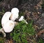 RinnigbereifterTrichterlingToedlich10042
