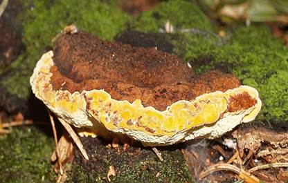 fenchelpor8